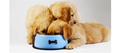 That's why we think the best dog food for golden retrievers puppies is royal canin golden retriever breed health nutrition puppy. Golden Retriever Feeding Tips | Pets World