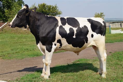 Sobre La Raza Holstein De Vacas Toros Terneros Descripción Y