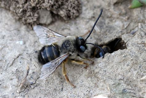 Ground Bees Appearance Common Traits And Behavior Beehivehero