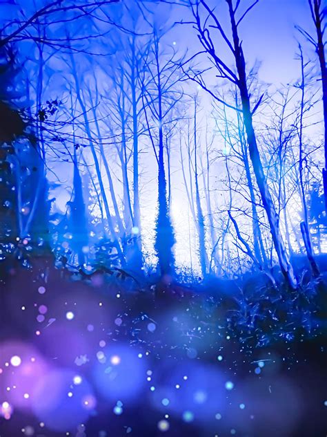 Texture Sprouts Forest Abstract Fairy Lights Fog Fantasy Trees