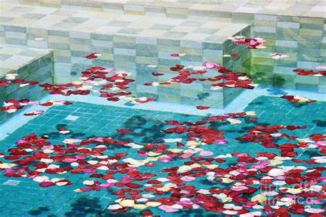 Swimming Pool With Rose Petals Photograph By Jeremy Woodhouse