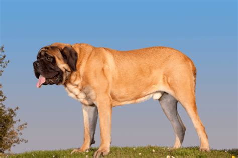 7 Different Mastiff Breeds What You Need To Know About Each Of Them