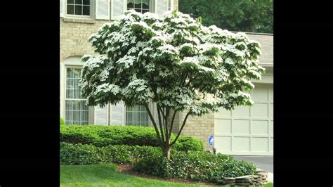 Sometimes little is just right! Small shade trees for patio - YouTube