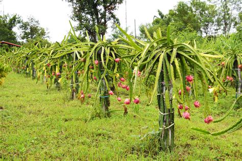 Dragon fruit garden in california. Tree Dragon fruit garden stock image. Image of garden ...