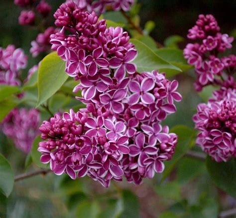 Le colorazioni variano dal bianco al verdastro. Fiori lillà - fiori di piante - Caratteristiche dei fiori ...