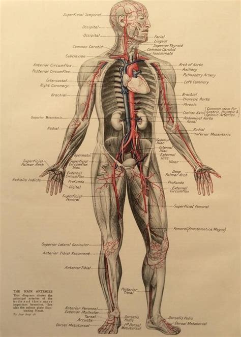 Vintage Human Anatomy S Bookplate Print Medical Diagram Skeleton Arteries Ribcage Heart Body