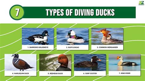 7 Types Of Diving Ducks A Z Animals