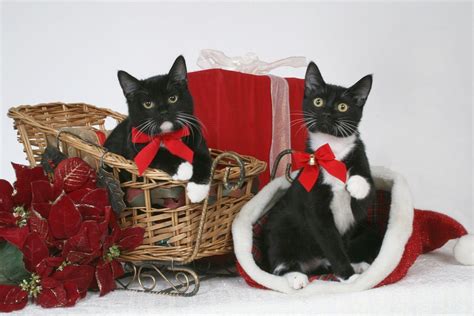 ♥ Merry Christmas Beautiful Tuxedos ♥ Christmas Animals Cat