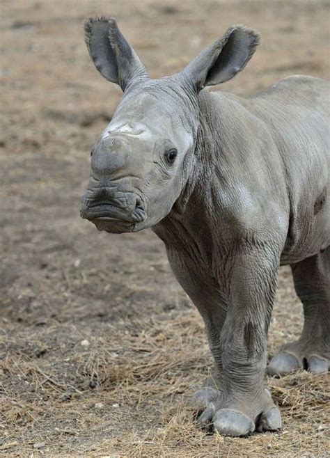 Newborn White Rhino Baby Rhino Zooborns Animals Wild