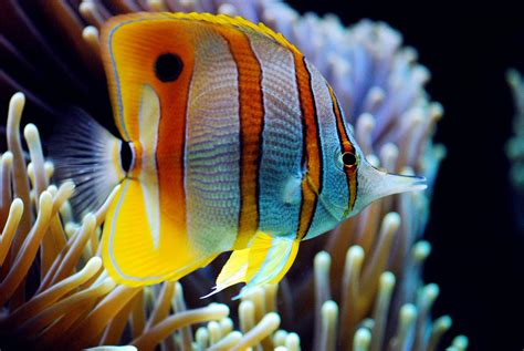 Butterflyfish Tropical Ocean Sea Underwater Wallpapers Hd Desktop