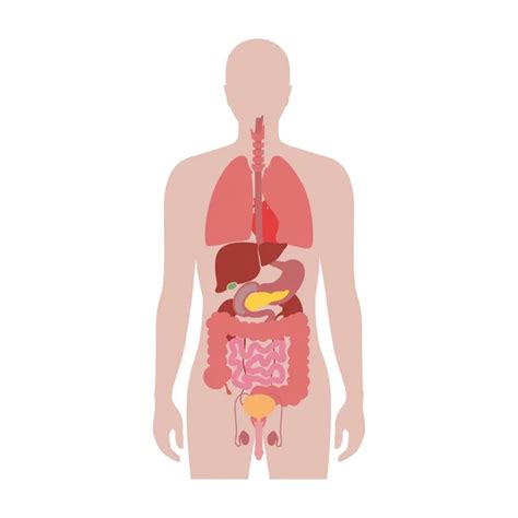 Órganos Del Cuerpo Humano Ilustración Del Vector Ilustración De Humano 7e7