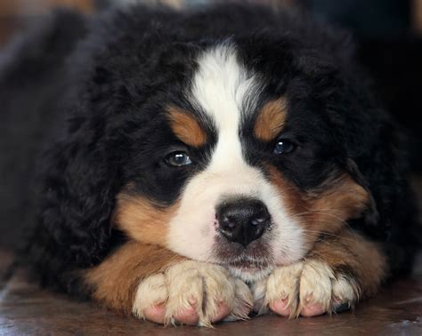 Bernese Mountain Dogs For Sale In Manitoba — Kellys Bernese Mountain