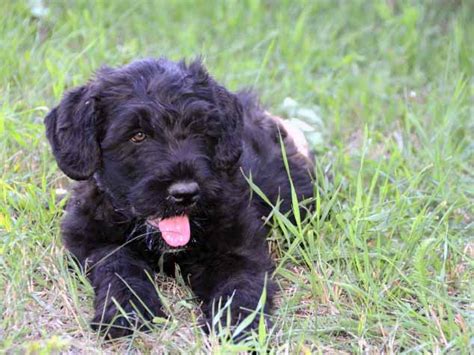 The animal is fairly large. Black Russian Terrier - All Big Dog Breeds