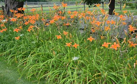 How To Get Rid Of Ditch Lilies
