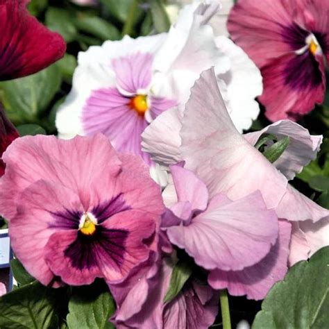 Pansy Delta Pink Shades From Babikow Wholesale Nursery