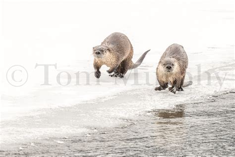 River Otters Running On Ice Tom Murphy Photography
