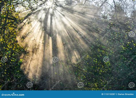 Sun And Mist Beautiful Sunrise Stock Image Image Of Nature Light