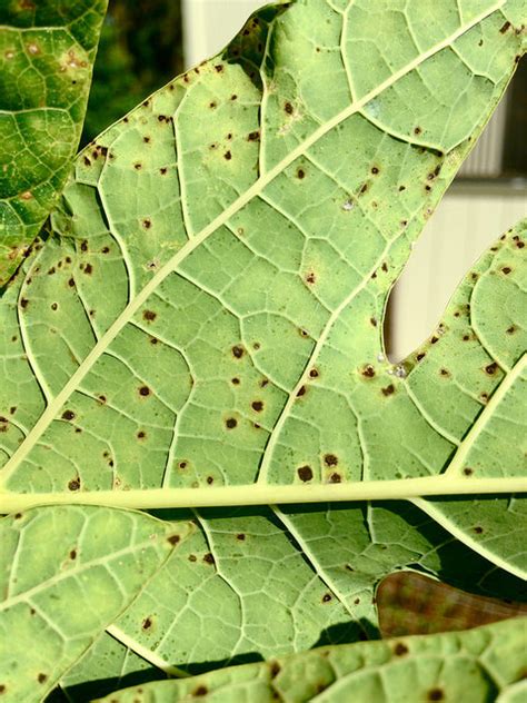 Of approximately 30 trees in one field with fruit rots, 1/2 of isolates were p. Papaya (pawpaw) | Diseases and Pests, Description, Uses ...