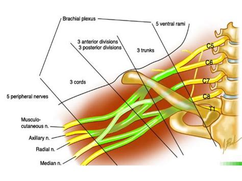 Brachial Plexus