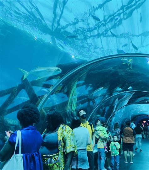 シンガポールの水族館、シー・アクアリウム ＠セントーサ シンガポールで人生の休暇を謳歌する、ふねさんの日記