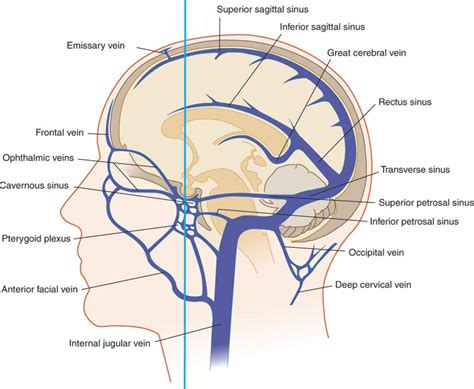 Cerebral Circulation Cerebral Circulation Anatomy Venous Circulation Of The Brain Csf