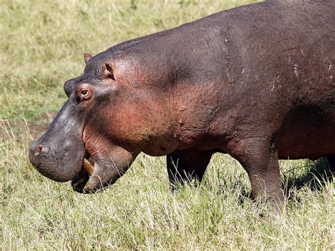 Hippopotamus Out Of The Water Masai Mara Kenya By Kay Durden Photo
