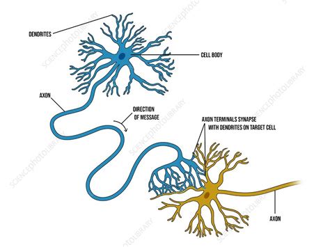 Nerve Cell Axons And Dendrites Illustration Stock Image C0461448
