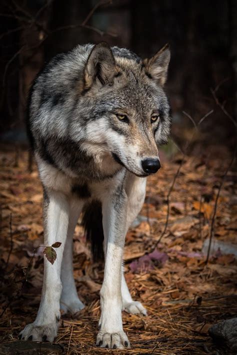 Standing By By Matthew Krausmann On 500px Wolf Dog Wolf Photography