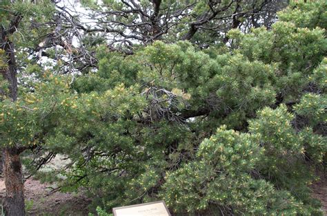 Pinus Edulis Pinyon Pine