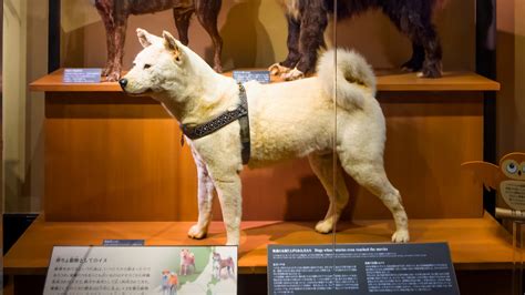 The True Story Of The Worlds Most Loyal Dog Hachiko
