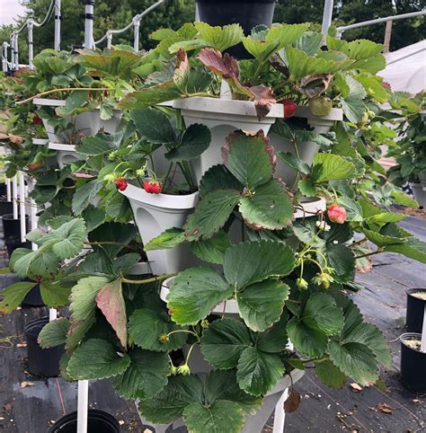 Growing Strawberries In Pots Its Berry Easy