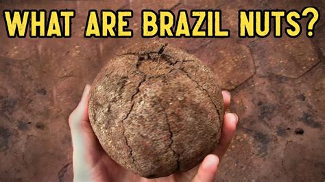 Growing Brazil Nuts Vlrengbr