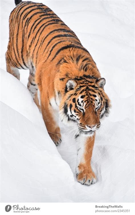 Female Amur Siberian Tiger Walking In Fresh White Snow A Royalty