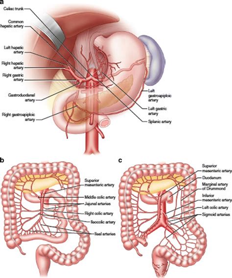 Anatomy Of The A Celiac B Superior Mesenteric And C Inferior