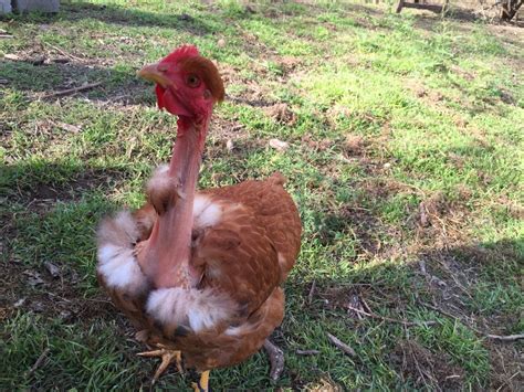 Turkey Neck Chicken