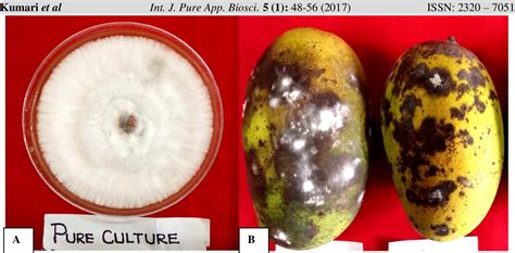 Anthracnose Of Mango Incited By Colletotrichum Gloeosporioides A