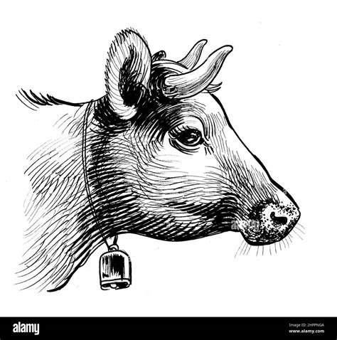 Cabeza De Vaca Lechera Dibujo En Blanco Y Negro Con Tinta Fotografía