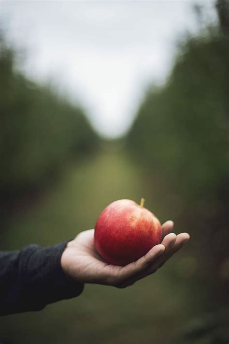 Hd Wallpaper Apple On Persons Hand Person Holding A Red Apple Using
