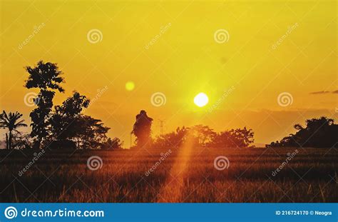 Sunset In The Rice Fields Nature Photo Stock Photo Image Of Sunset
