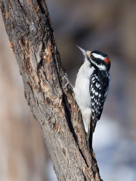 The Art of Spying a Woodpecker | Thoreau Farm