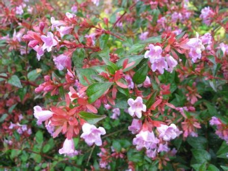 We guarantee that all the trees, shrubs and perennials we supply will establish in the first year. Abelia Edward Gaucher - evergreen perennial plant ...