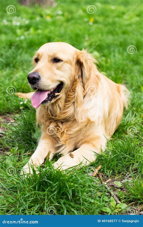 Golden Retriever Enjoying In Park Stock Image Image Of Expressing