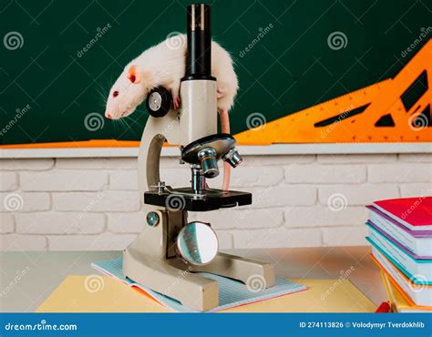 White Test Rat Sitting On Microscope Laboratory Rat In A Lab Stock