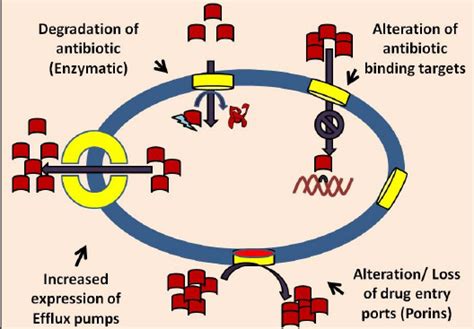 Mechanisms Of Antibiotic Resistance