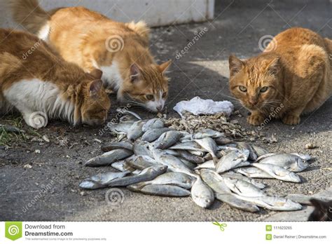 Check spelling or type a new query. Cats eating raw fish stock image. Image of cute, hungry ...