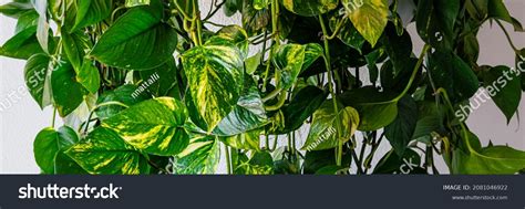Money Plant Creeper Images Stock Photos And Vectors Shutterstock