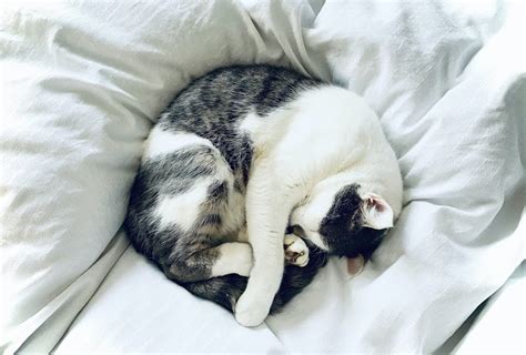 Cats Sleeping Position Reveals About Their Health