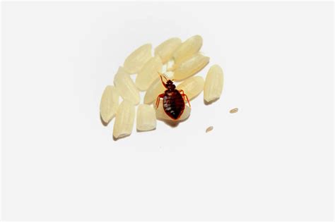 What Do I Need To Know About Bed Bugs Knockout Pest Control