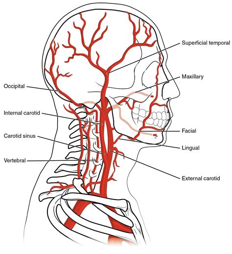 Major Blood Vessel Chart Back Of Neck Anatomy Muscles Of The
