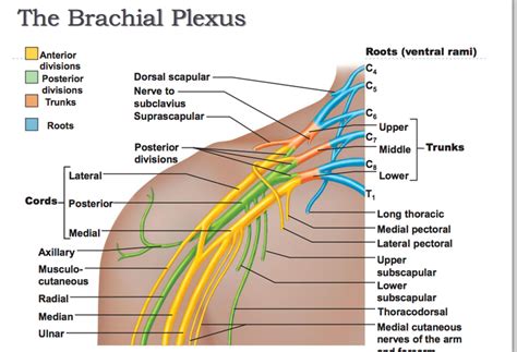 Branches Of Posterior Cord Of Brachial Plexus
